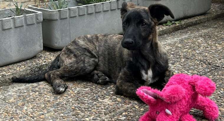 Cómo convertir un terremoto de cachorro en un adulto equilibrado y feliz