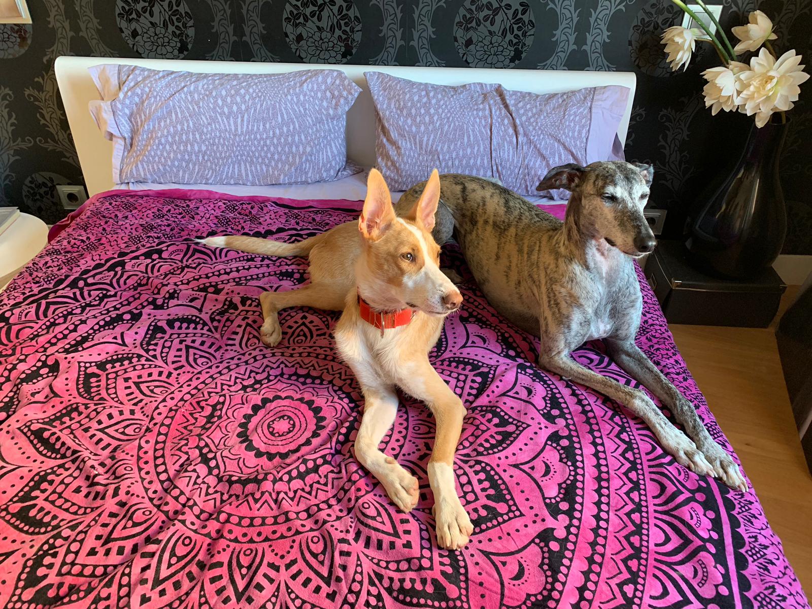 Miedos y reactividad