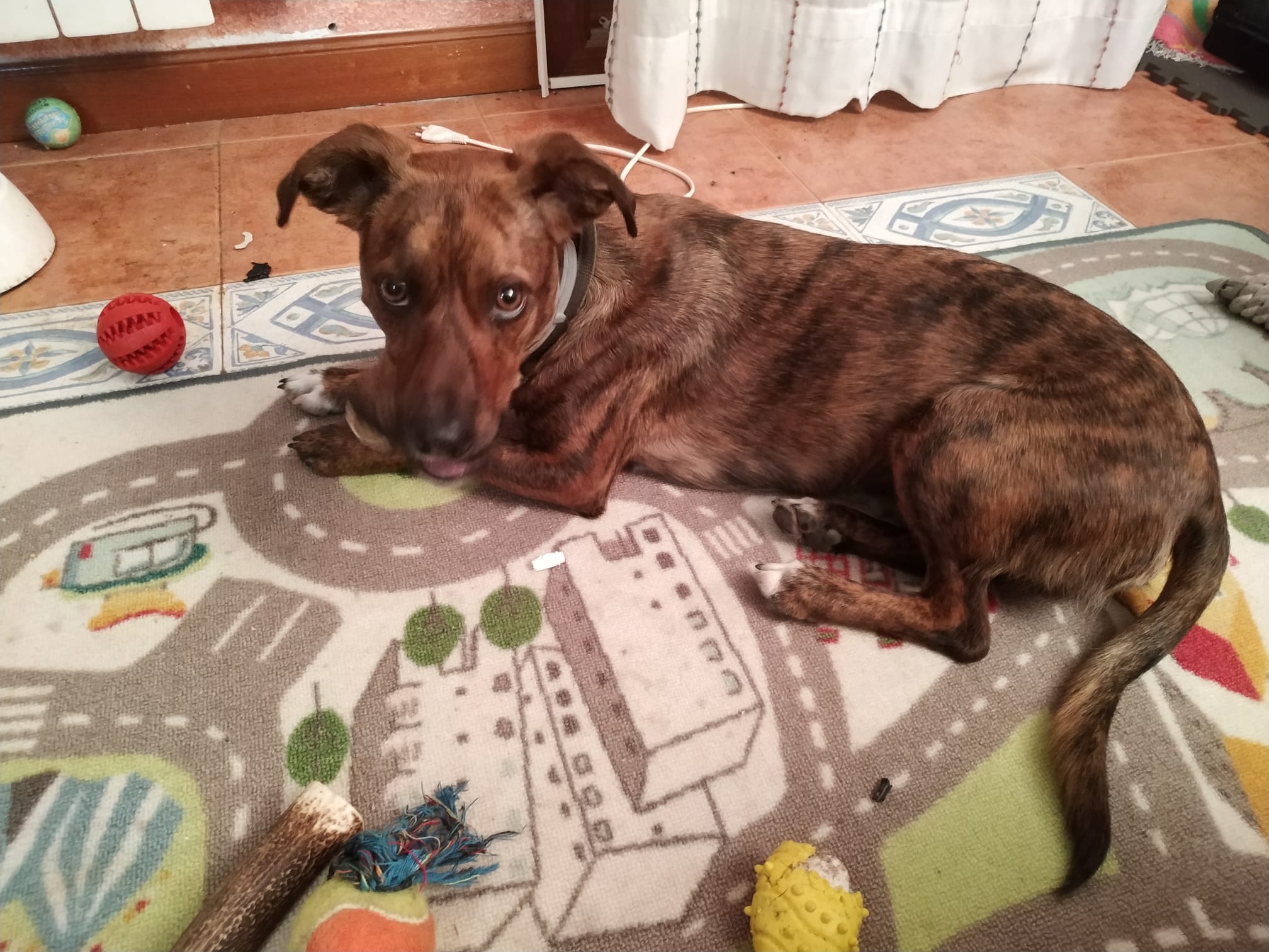 Adaptación cachorro