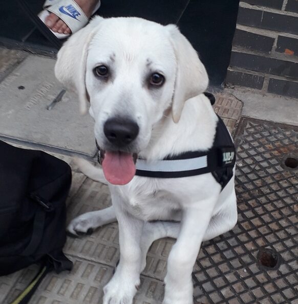 Estrés en cachorros