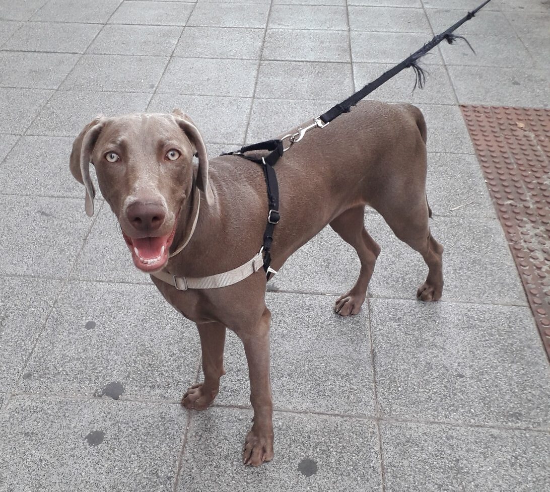 Braco de Wimar estresado