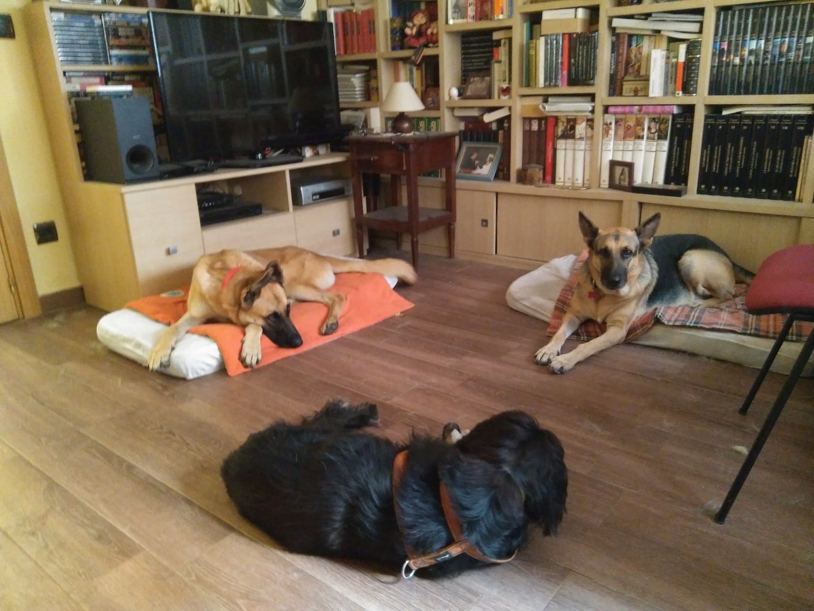 Reactividad entre pastores alemanes