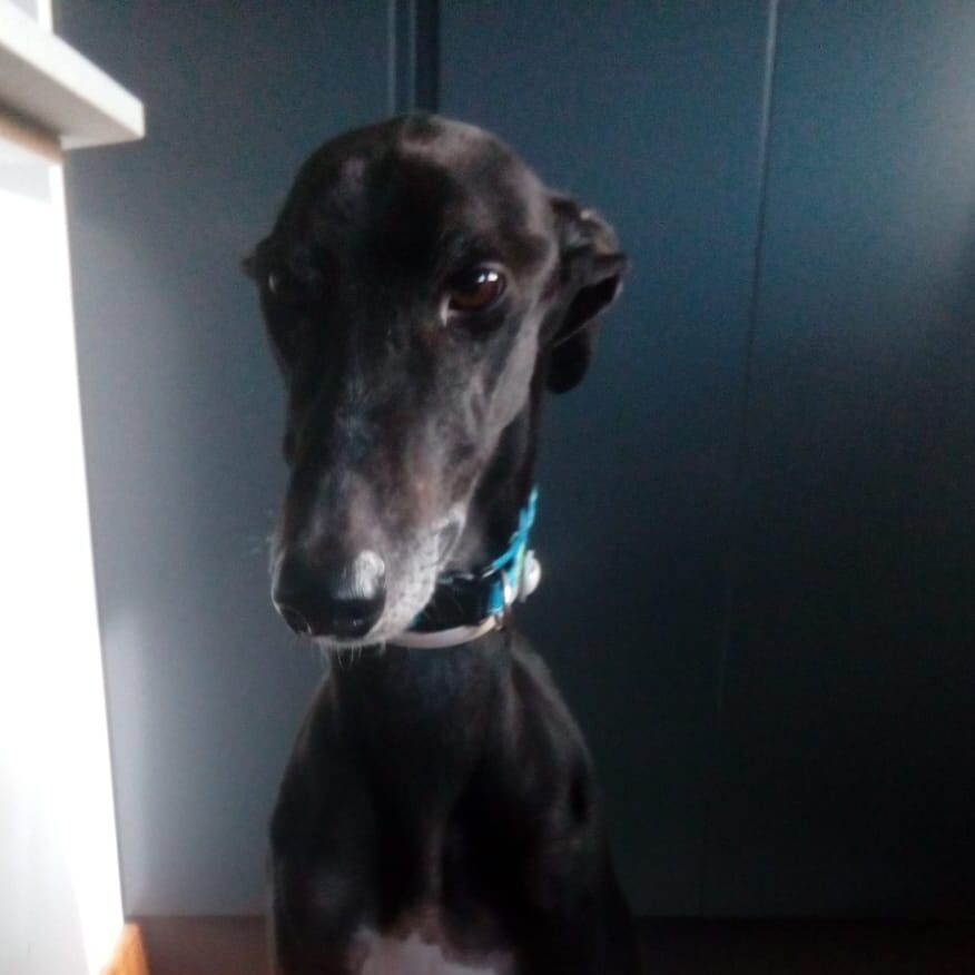 Agresividad a perros