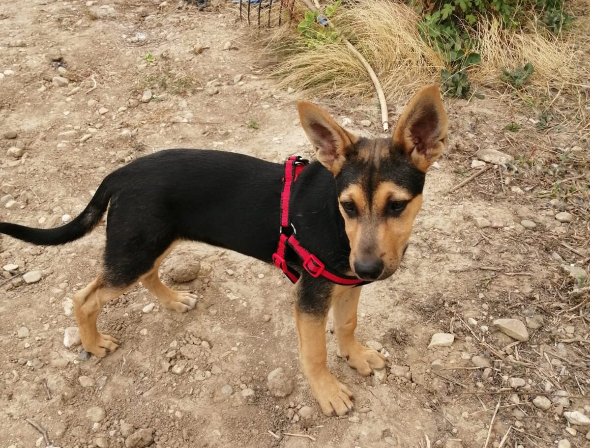 Un cachorro no es un juguete