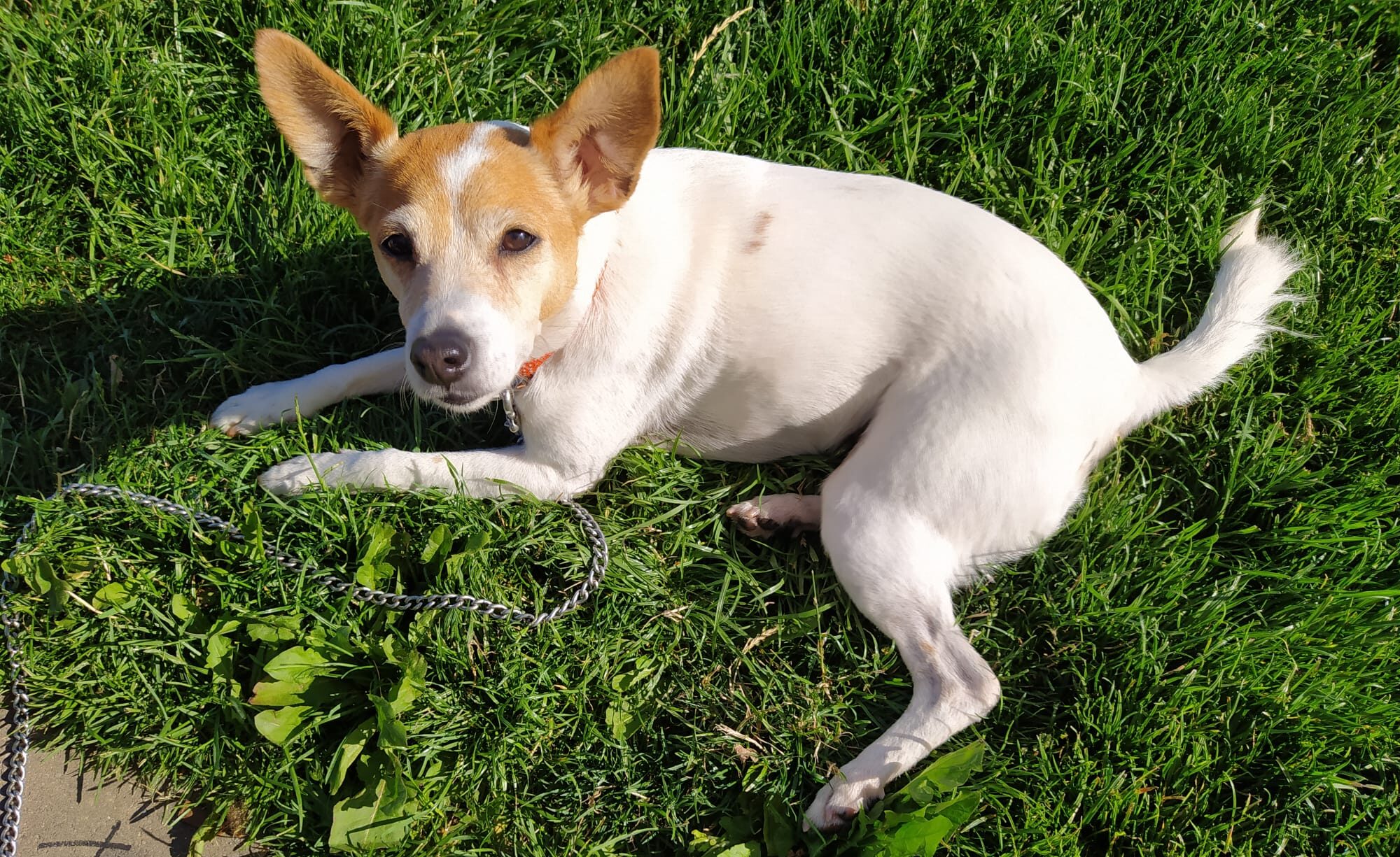 Jack Russell estresado