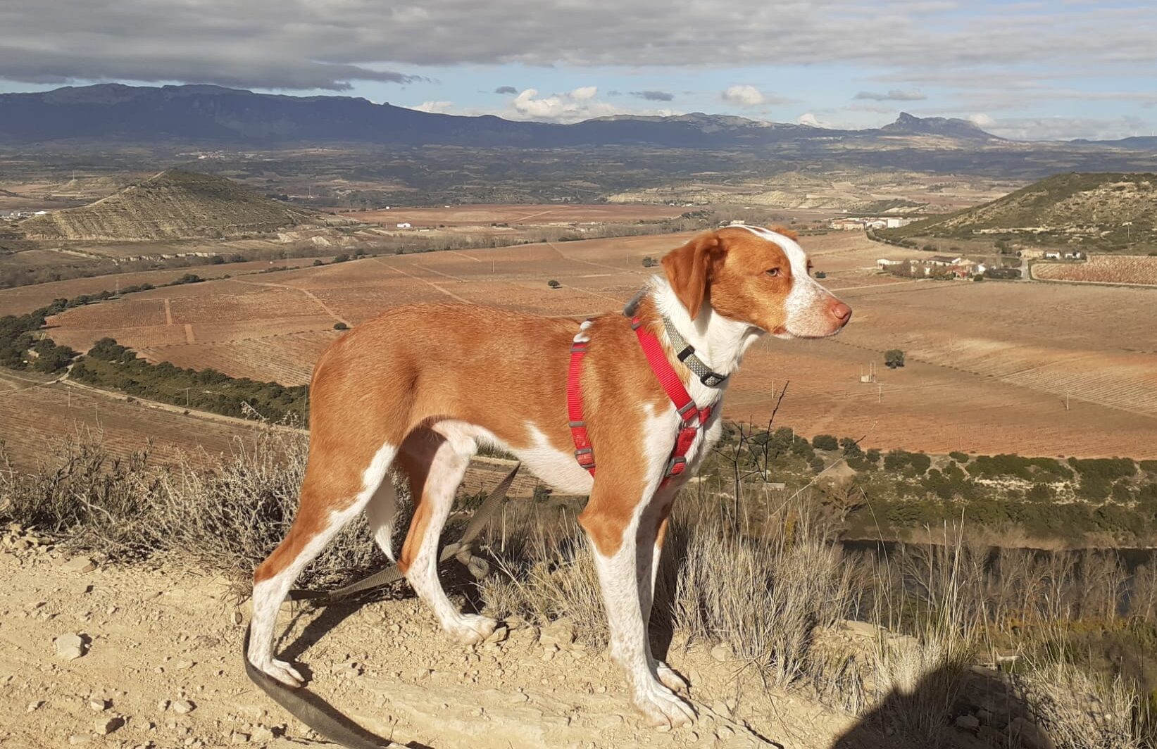 Miedos generalizados