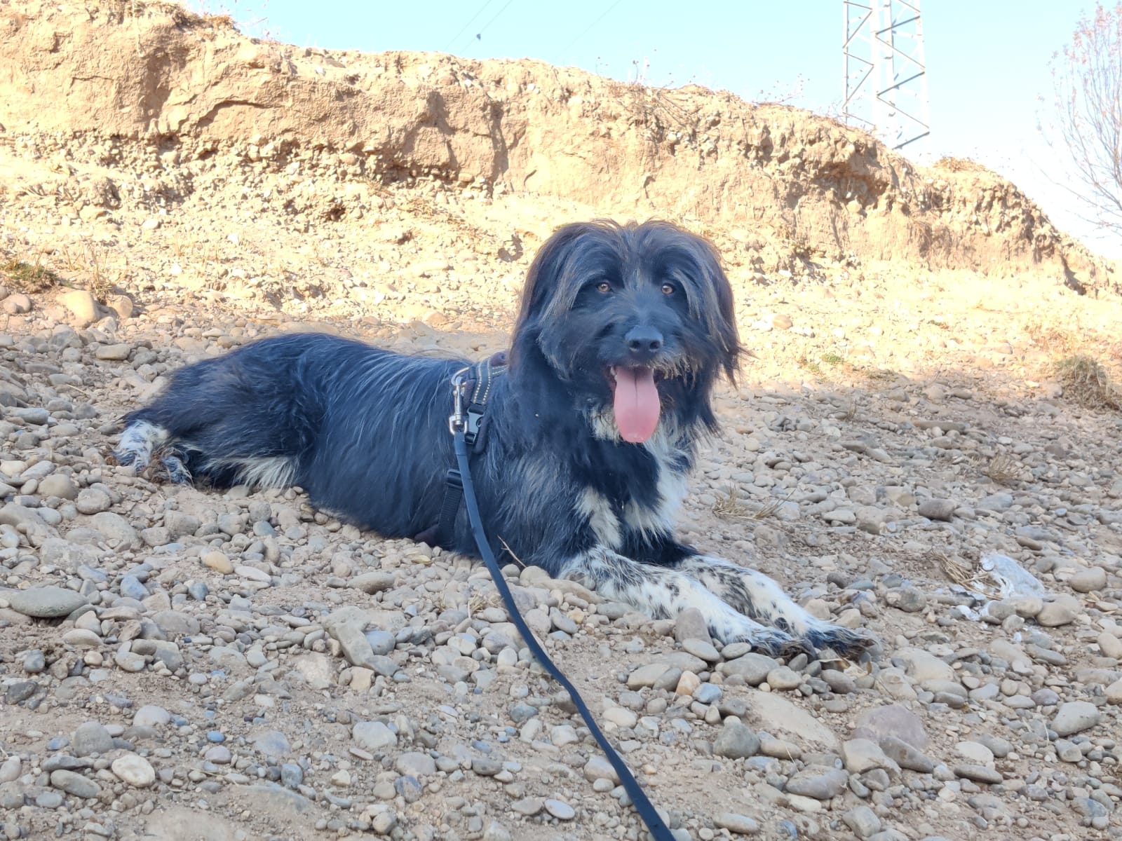 Ansiedad por separación