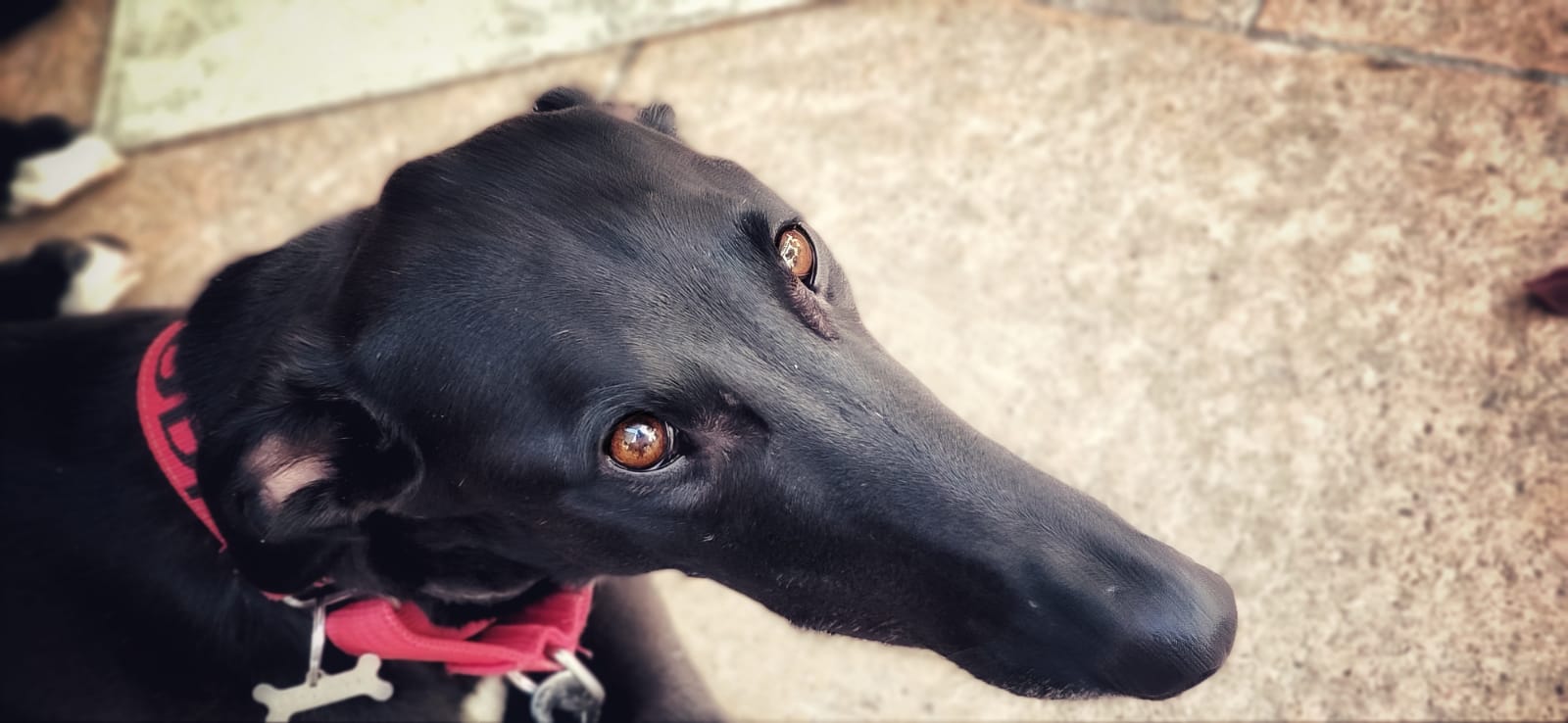 Ansiedad por separación