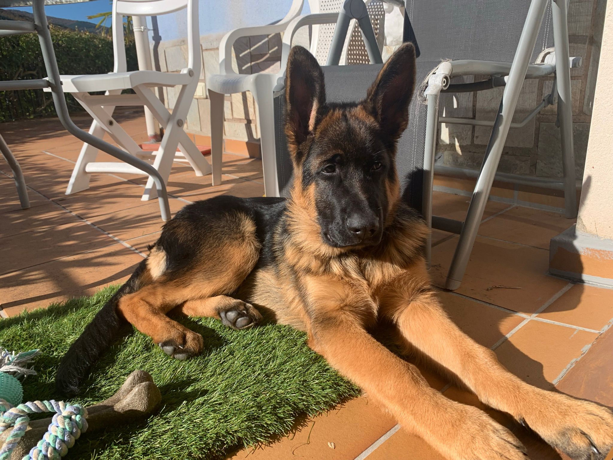 Cachorro sobre excitado