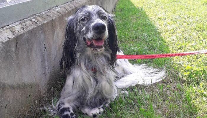 Perro adoptado