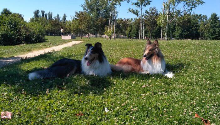 Reactividad perros