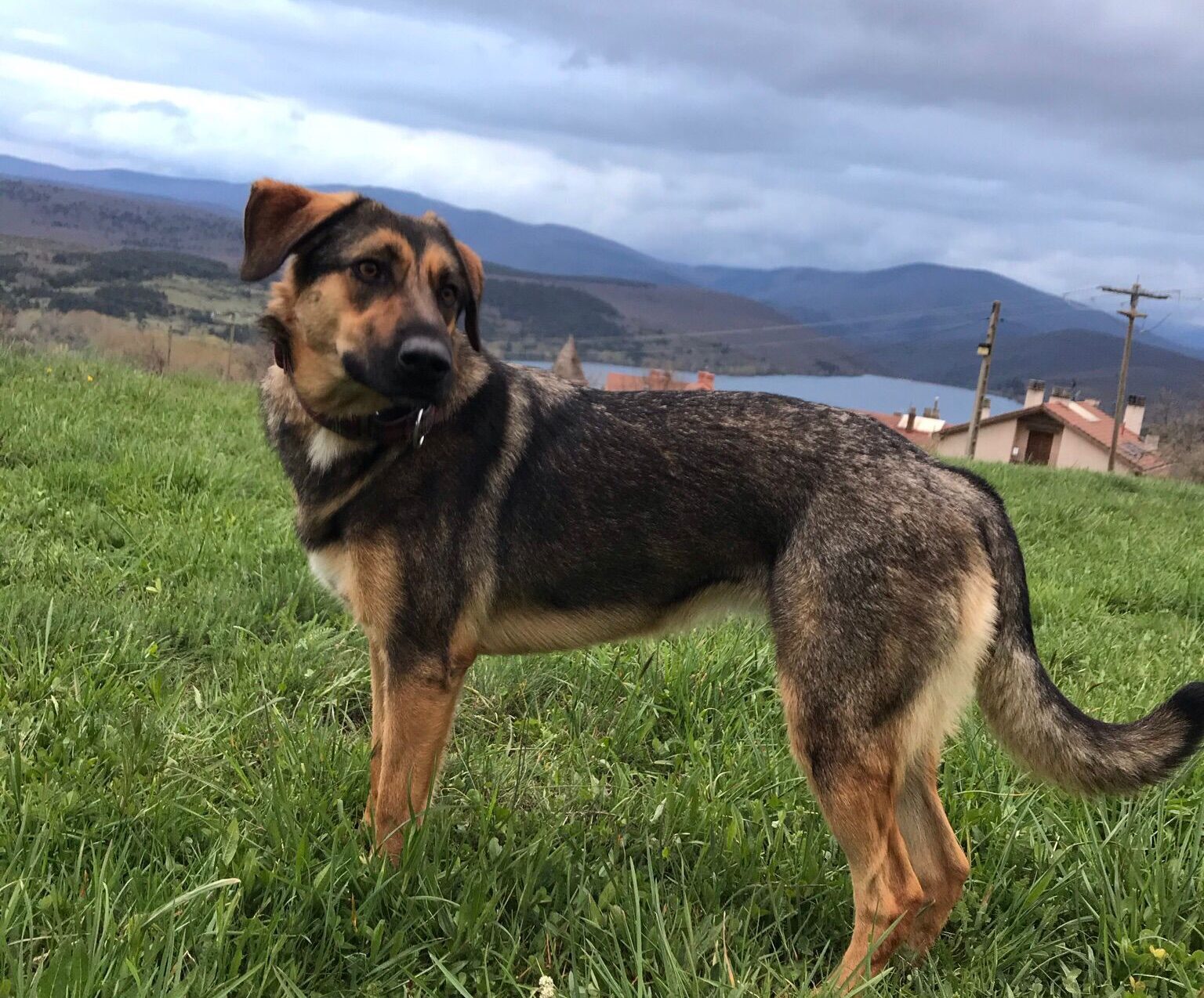 Ansiedad por separación