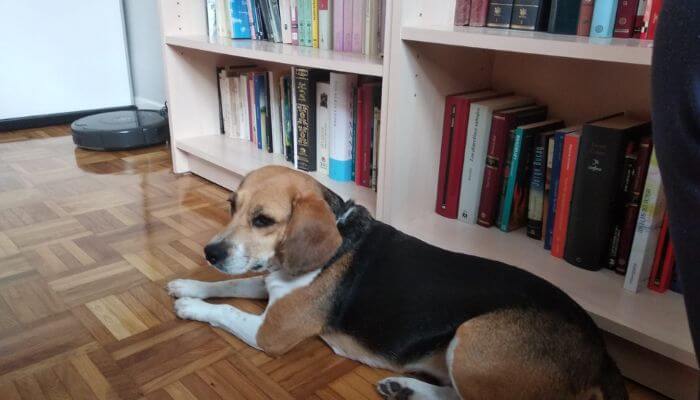 Perro reactivo ruidos