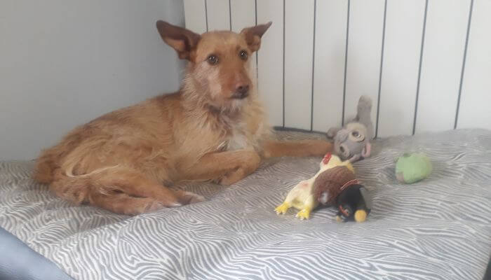No acude a al llamada