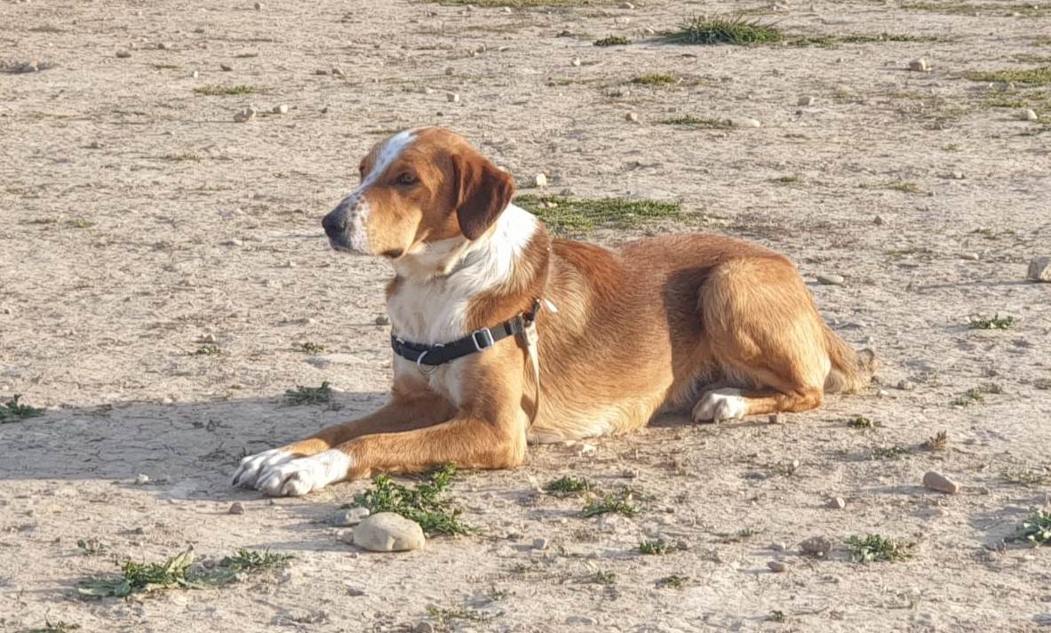 Ansiedad por separación