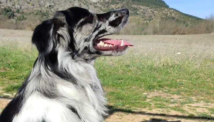 Reactividada perros