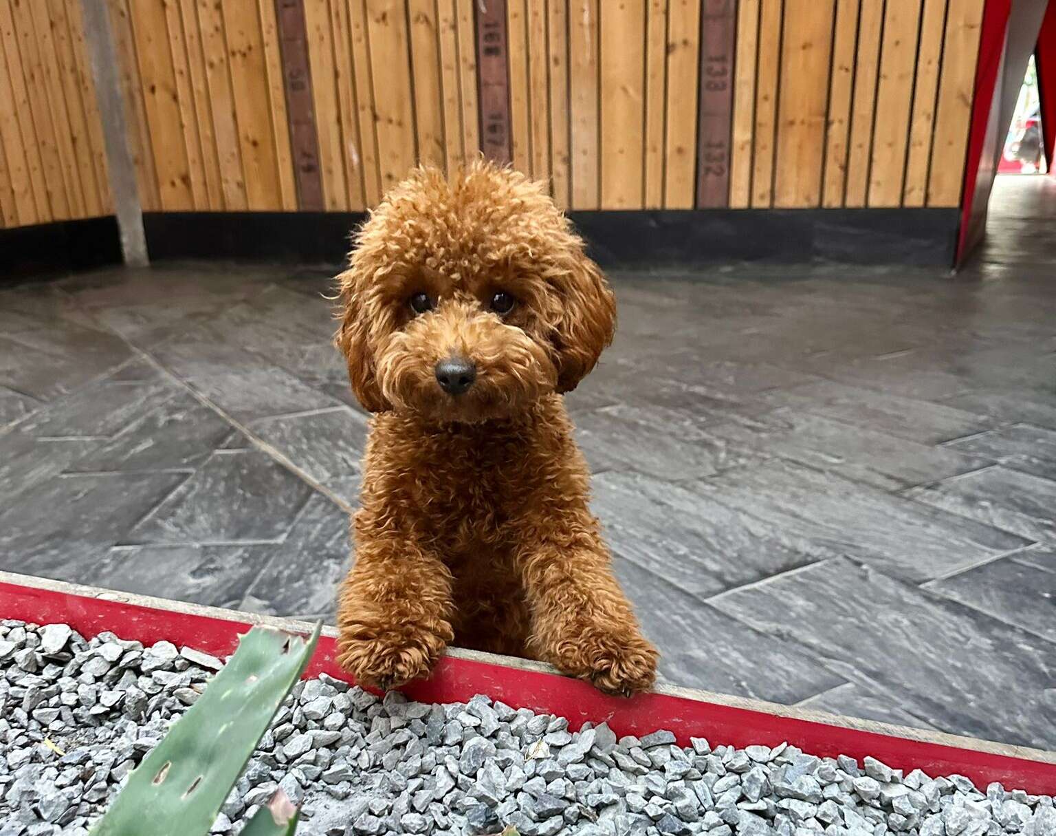 Miedos generalizados