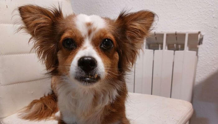Perra adoptada maltratada