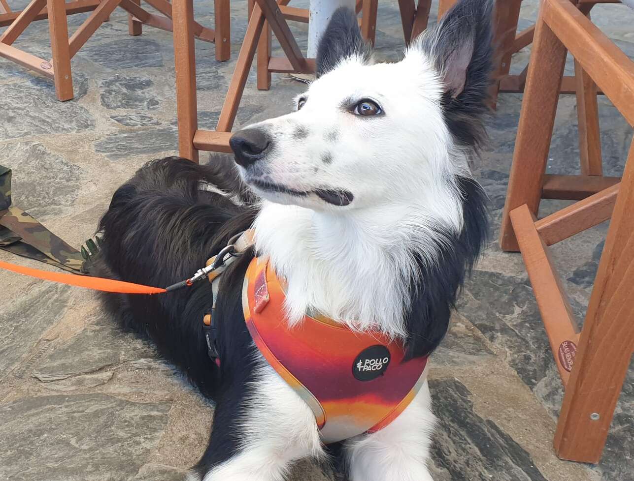Border collie tranquilo tras educación en positivo".