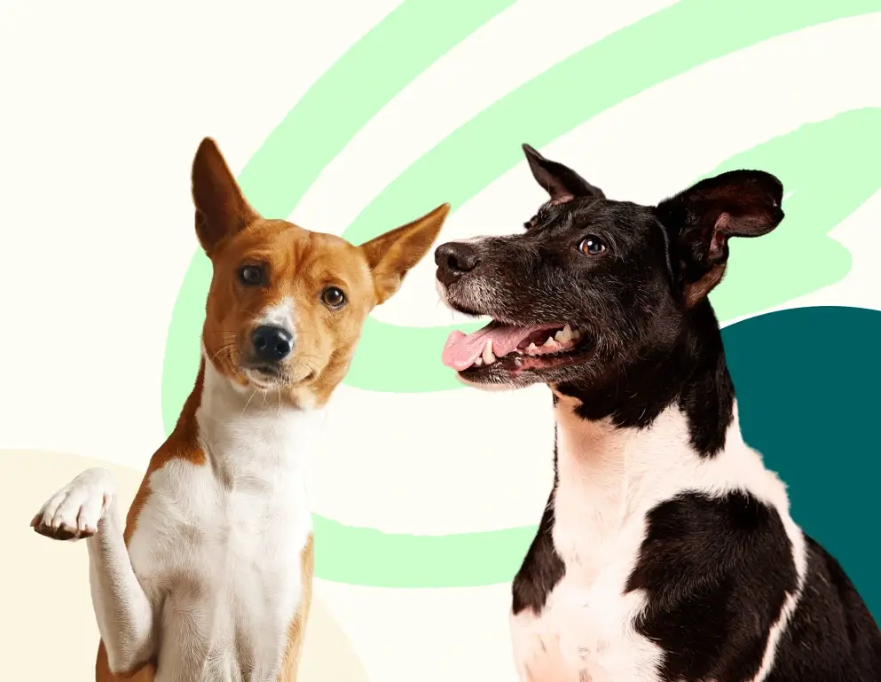 Adiestrador canino en La Rioja