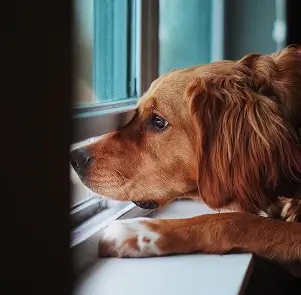 Ansiedad por separación