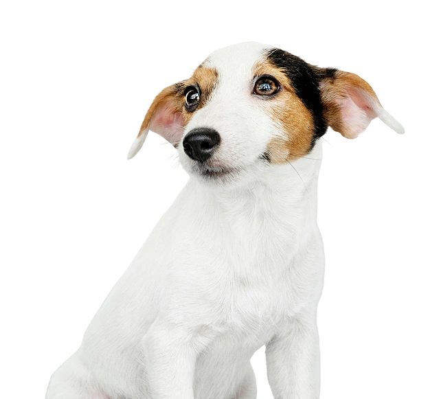 Bienestar para tu mascota