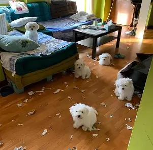 Educación de cachorros