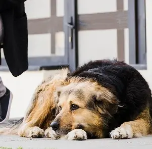 Miedo a otros perros