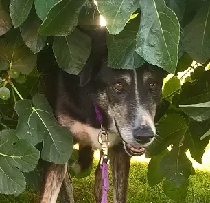 Miedos generalizados