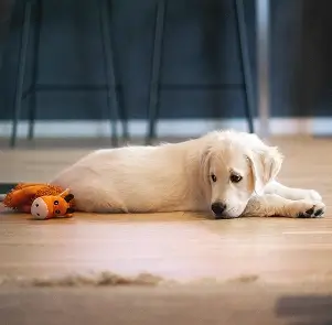 No soporta quedarse solo