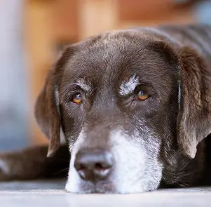 Problemas digestivos