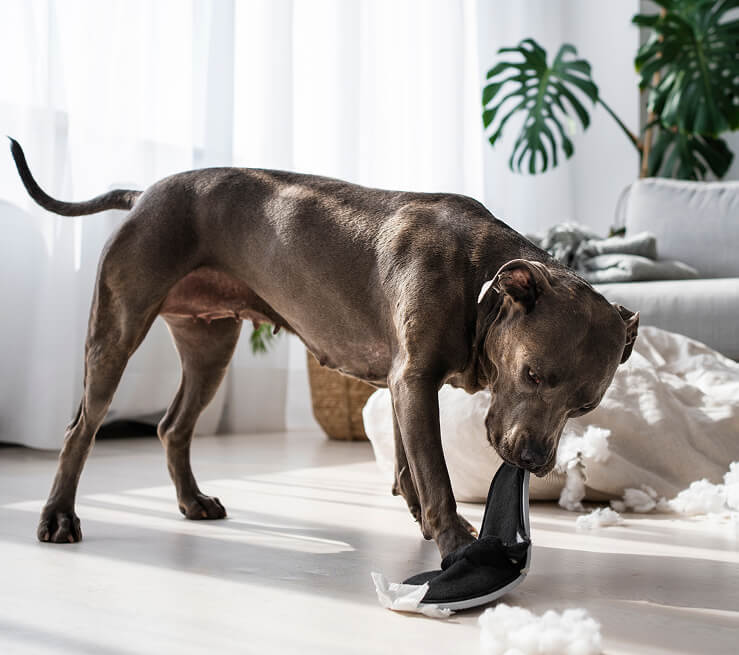 Acompañamiento real