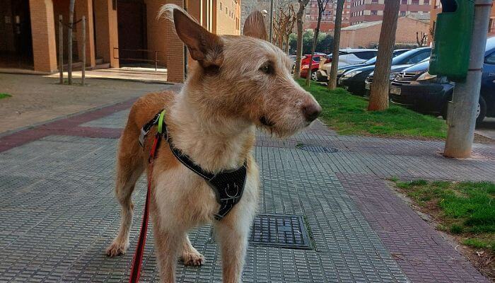 Perro adoptado