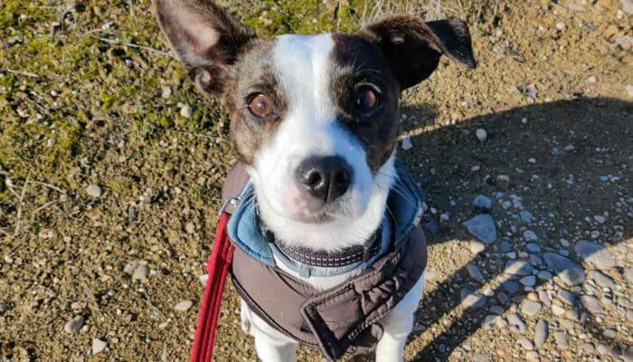 adaptacion-perro-adoptado