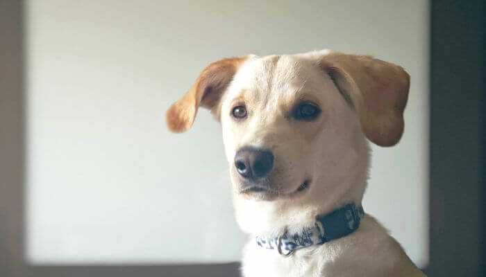 Perro maltratado